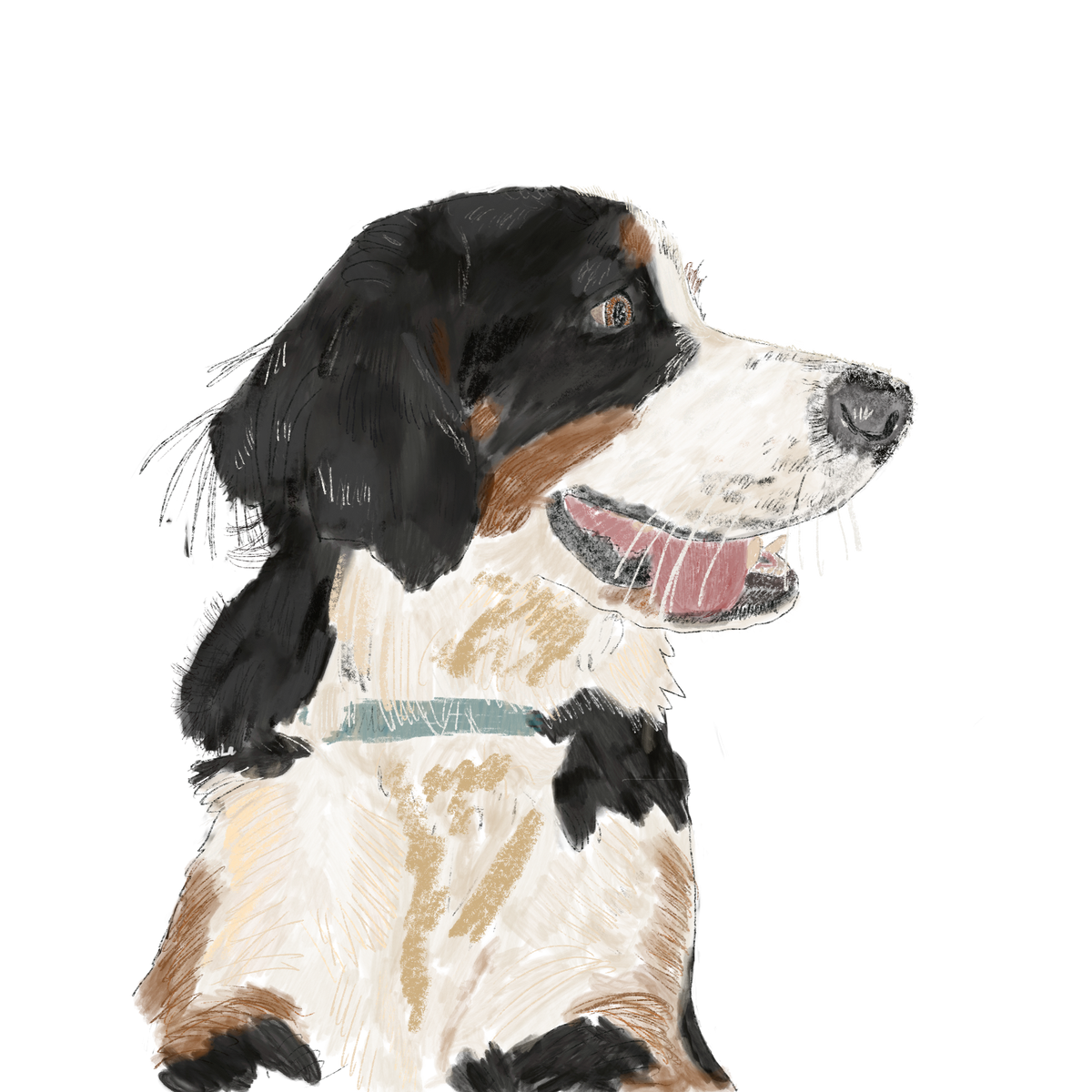 Pencil drawn pet portrait of a Bernese Mountain dog