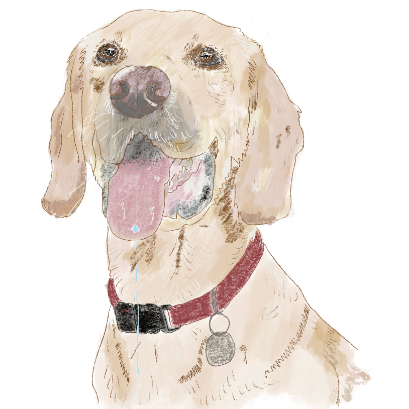 Illustration of a dog with a red collar on a white background