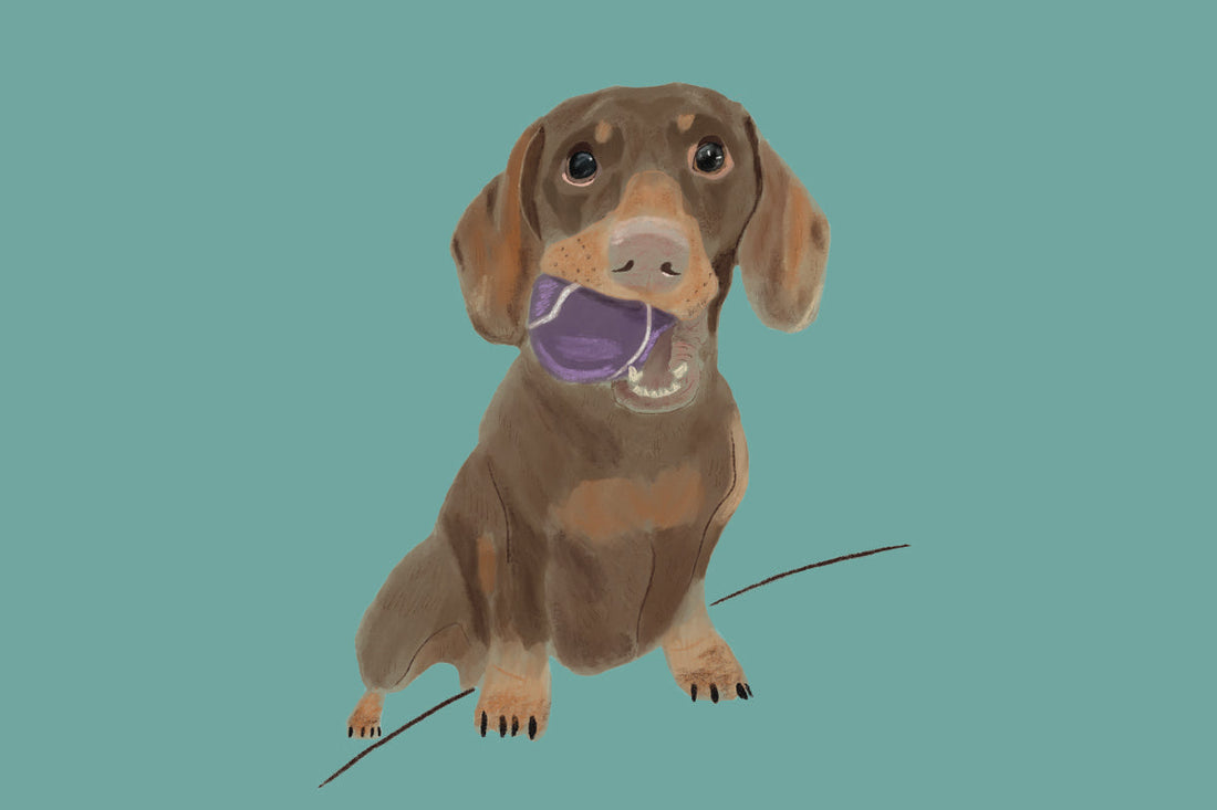 Hand draw illustration of Otto the Dachsy with a ball in his mouth by Snow Fox Arts