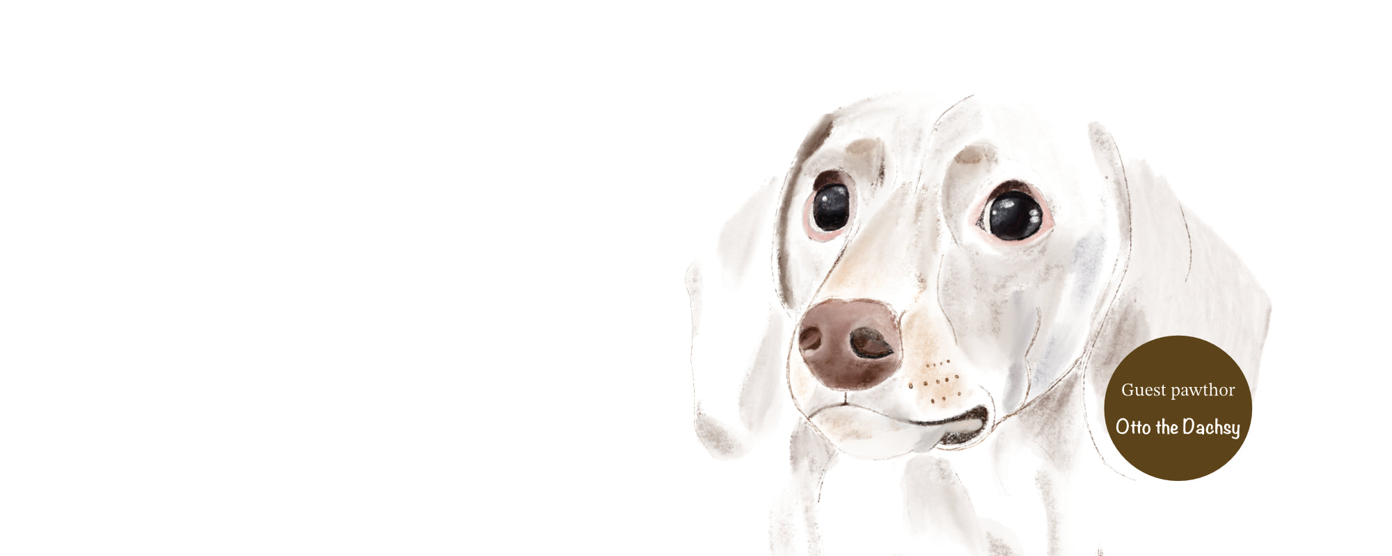 White dachshund with a brown nose on a white background