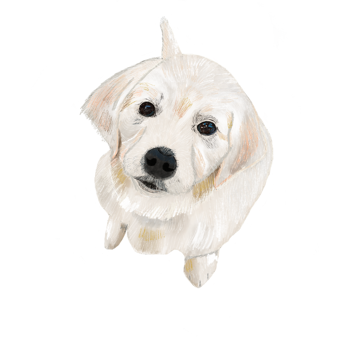 Pencil drawn portrait of a puppy golden retriever looking up.