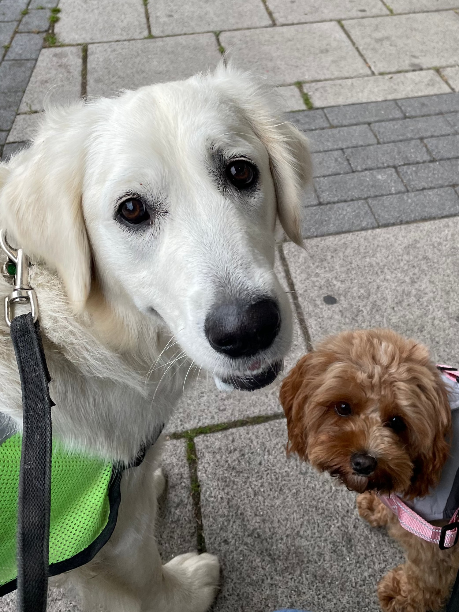 Two dogs on a leash on a paved sidewalk
