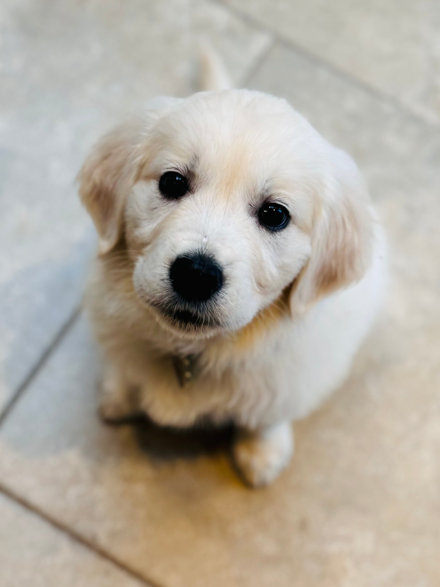 White puppy with a black nose sitting on a tiled floor