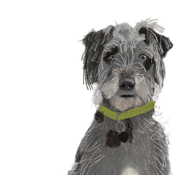 Illustration of a dog wearing a green collar on a white background