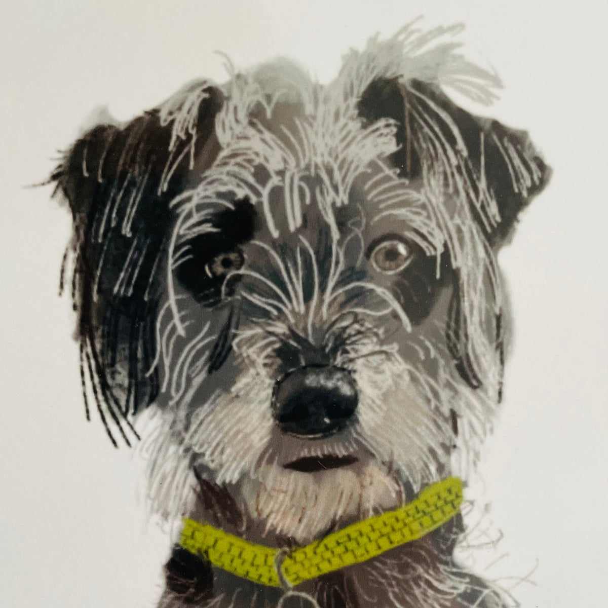 Pencil drawn illustration of a grey lurcher