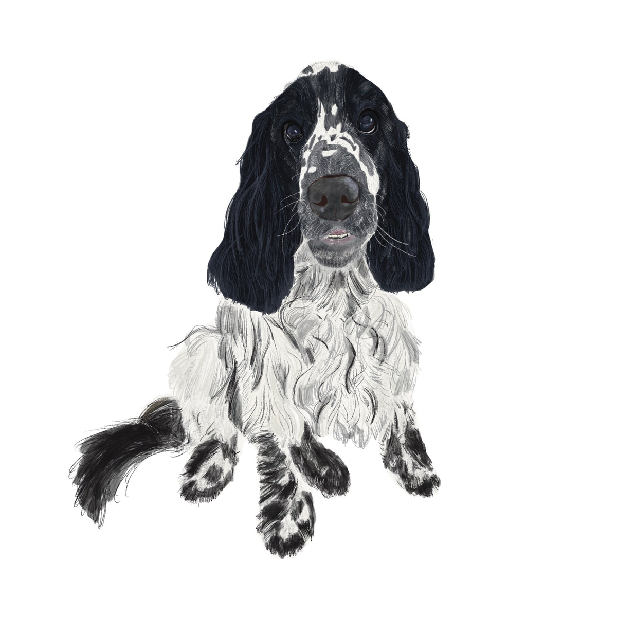 A black and white spaniel on a white background drawn digitally with pencil tools