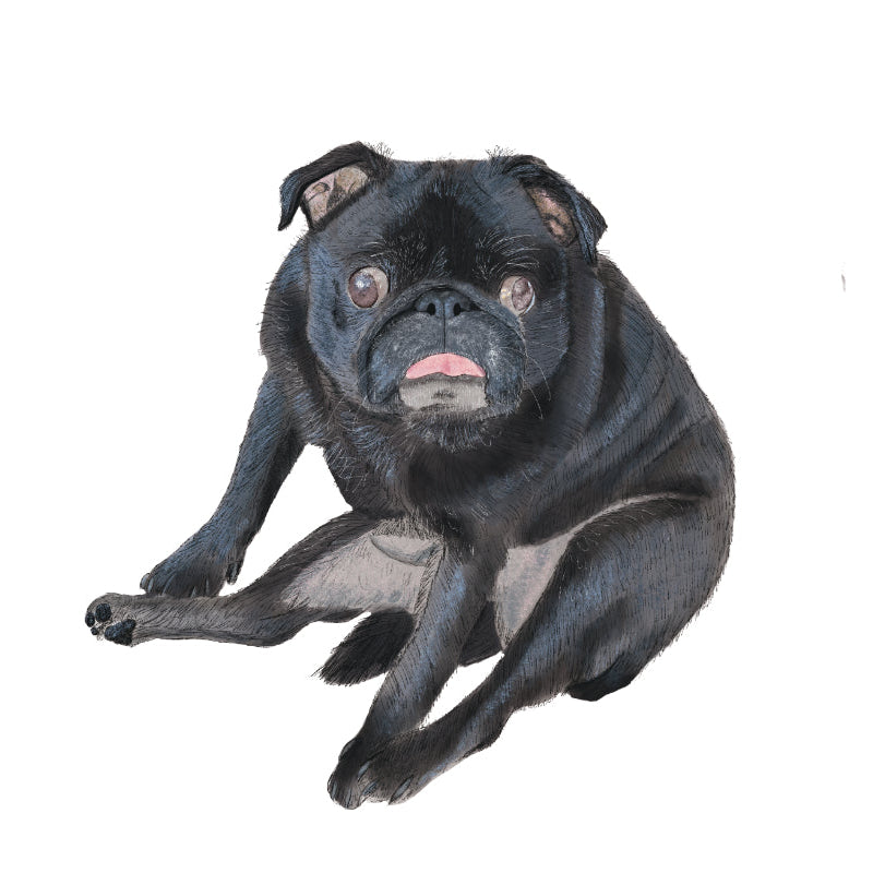 Black pug sitting on a white background