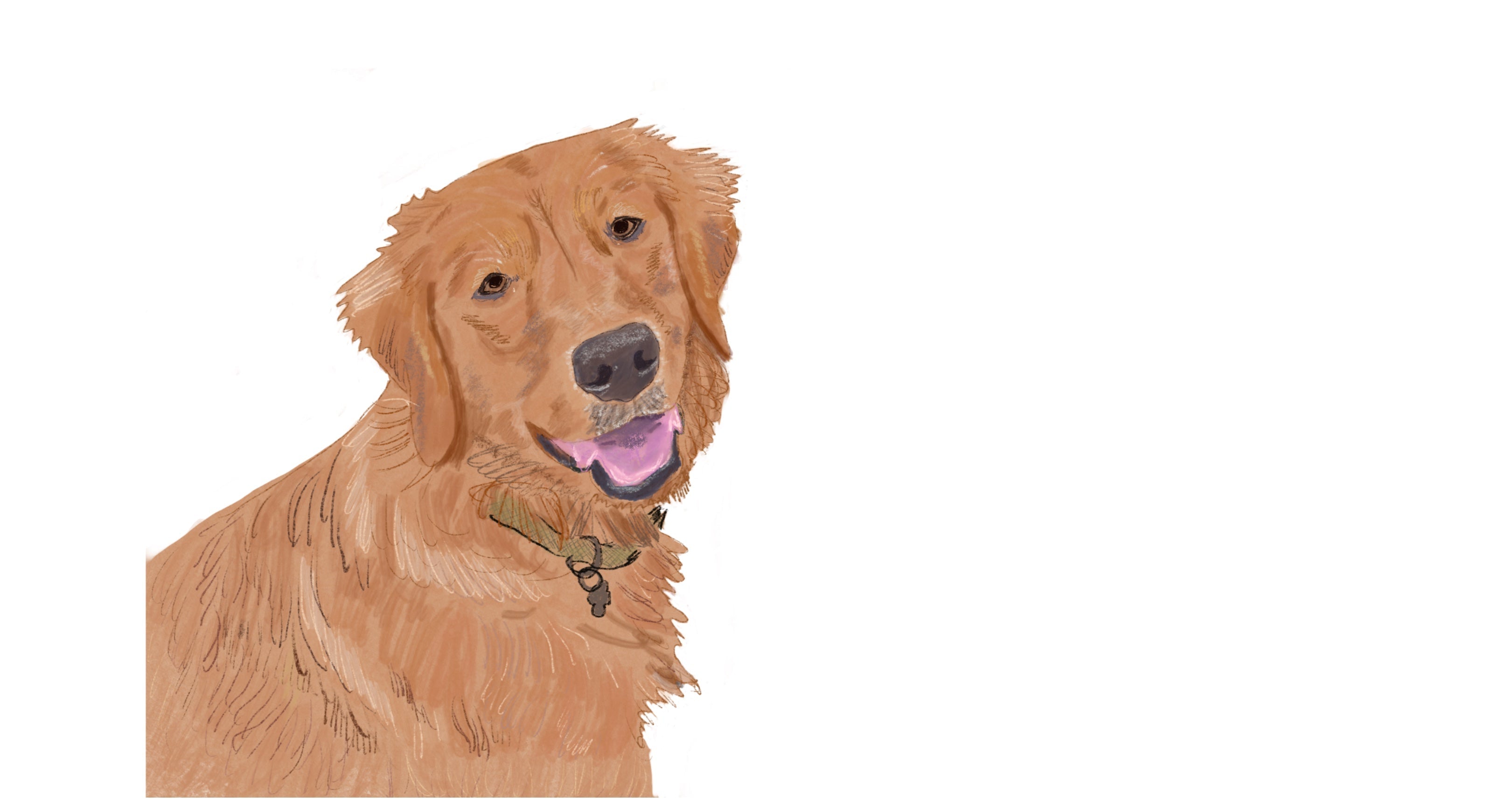 Illustration of a golden retriever with a collar on a white background