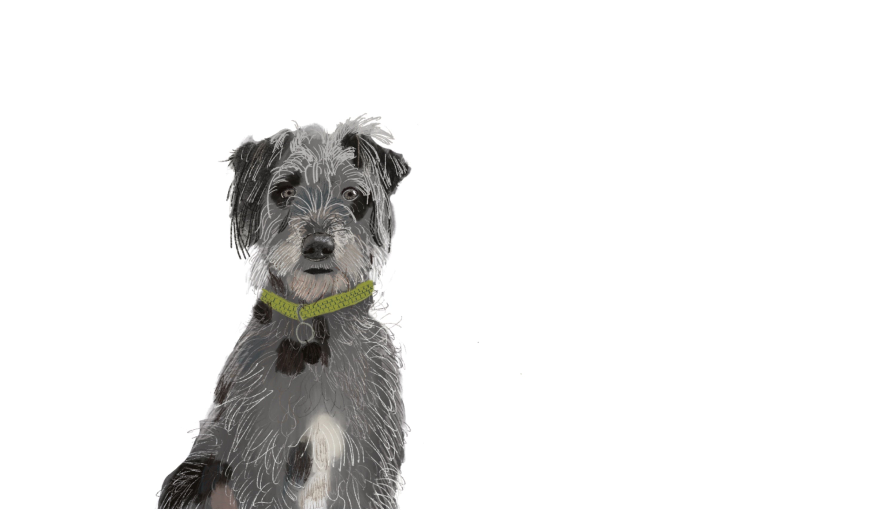 Dog wearing a green collar on a white background