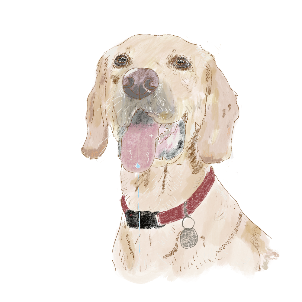 Illustration of a dog with a red collar on a white background